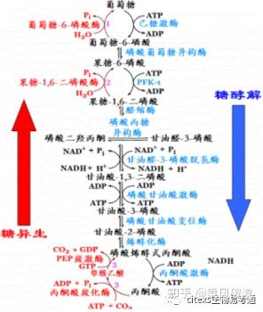 生物化学高频考点(三)之糖异生 - 知乎