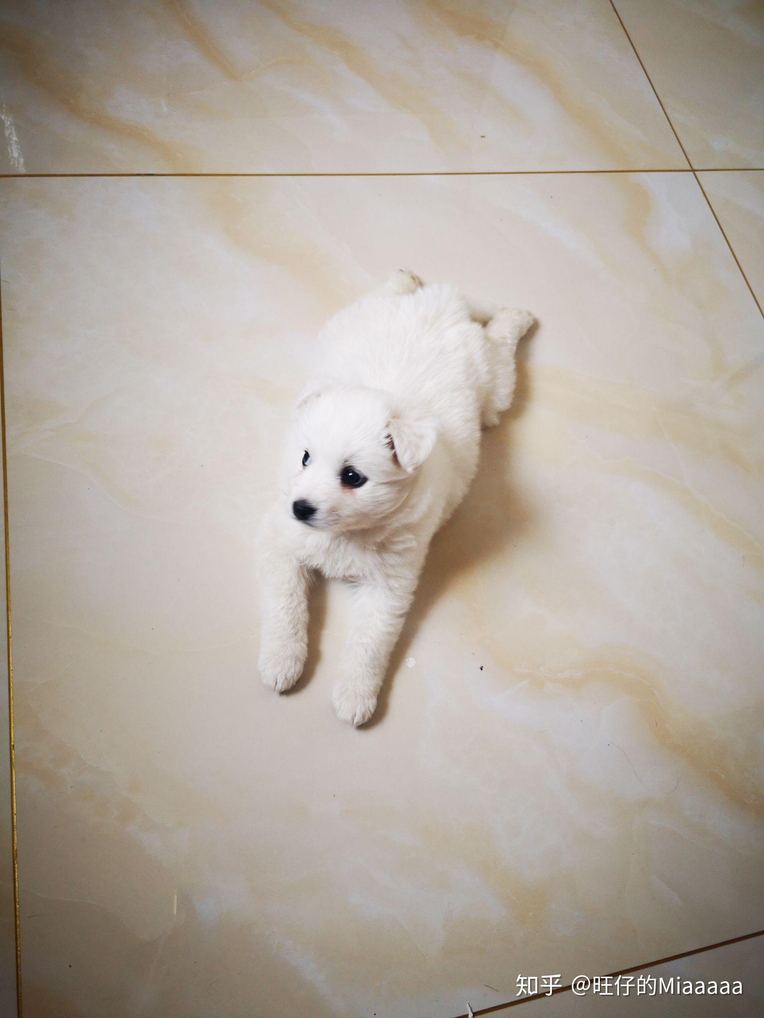 怎么教狗狗打滚 v2-af514132b990bbb74cac920d57bad64b_r.jpg