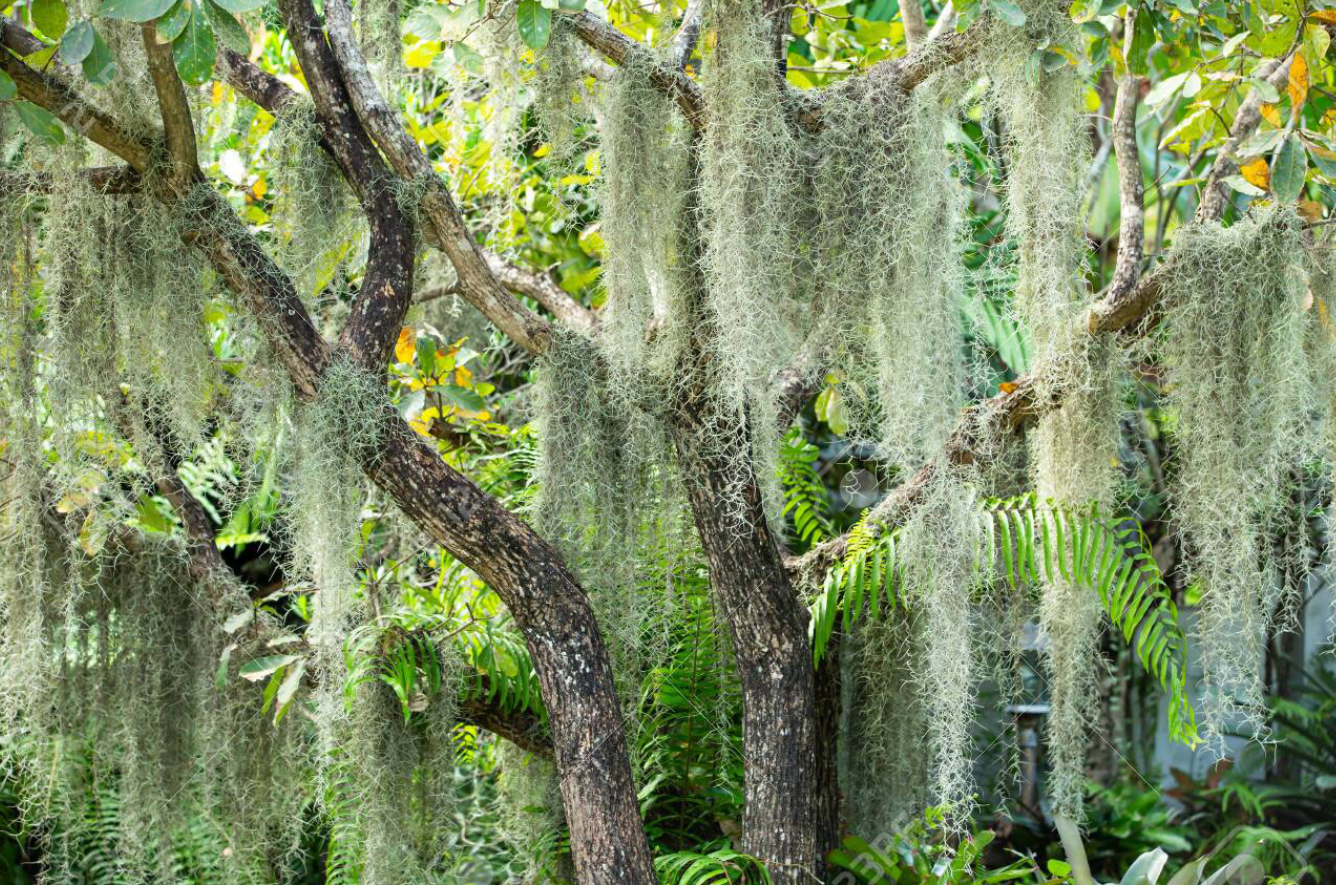 热夜之梦翻译刍议上