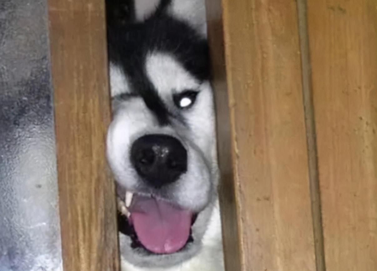 狗狗迷惑行为大赏这些行为背后的意思你读懂了吗