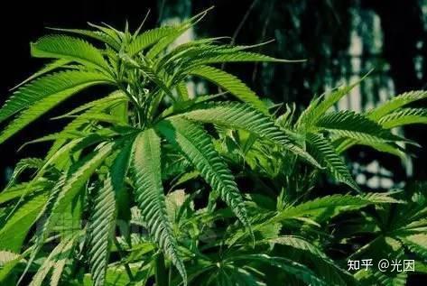 大麻种植如何选择植物灯补光