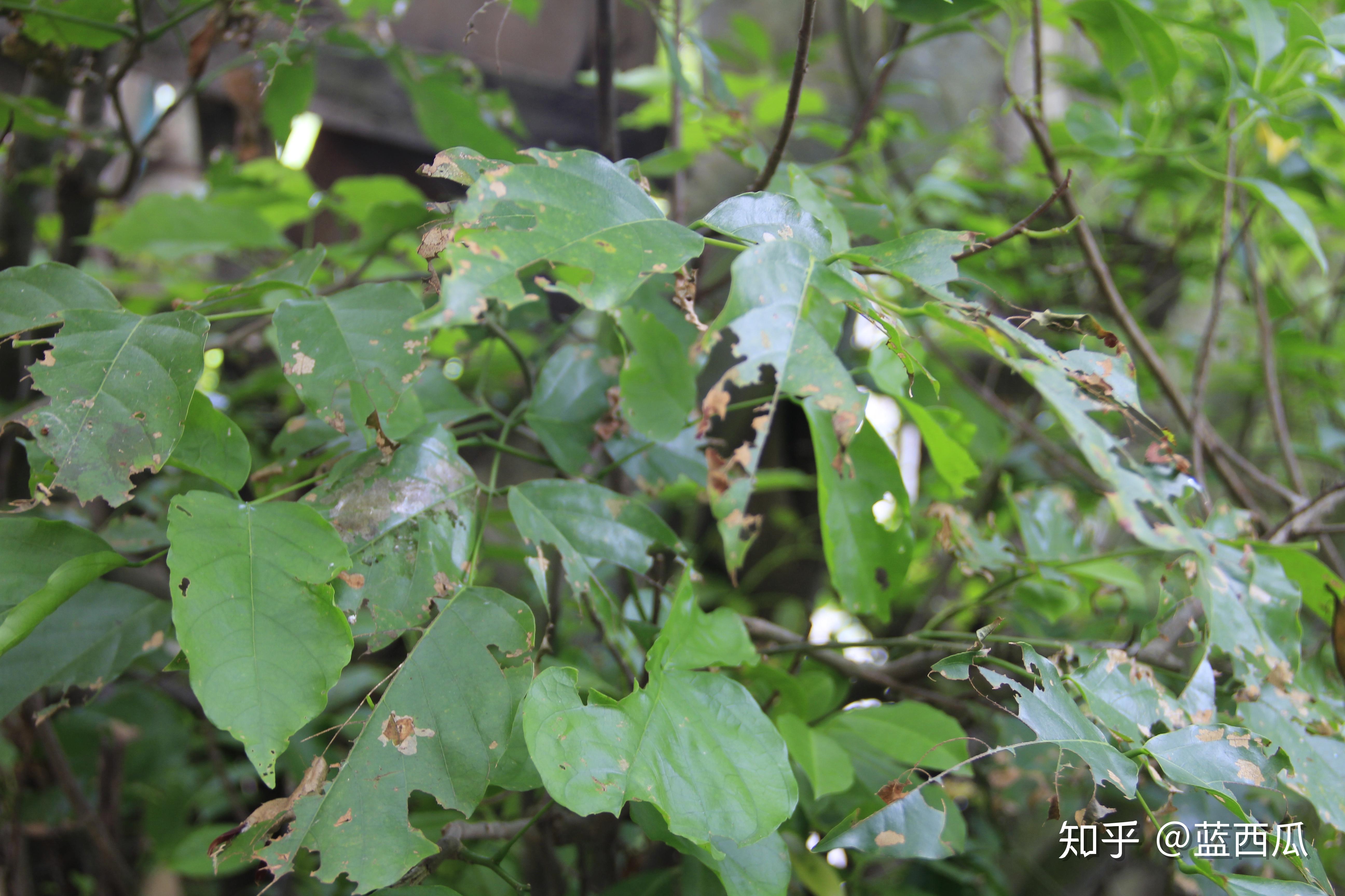 半红树植物豆科