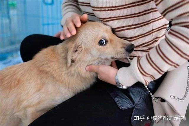 一个人有这8个特征，多半是养了狗，一眼就能看出来！ - 知乎