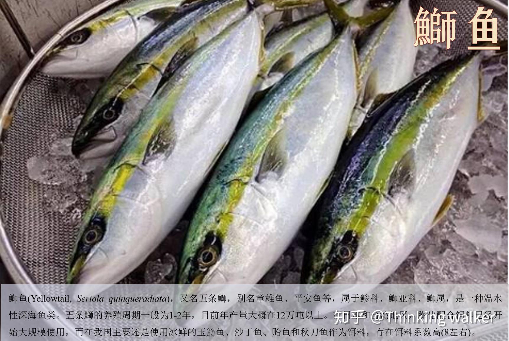 观赏鱼养殖示范基地 - 郑州川海饲料有限公司