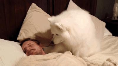 狗狗因长期反复便秘进入急诊室 小毛病成致命杀手 铲屎官要注意 巨结肠 知乎