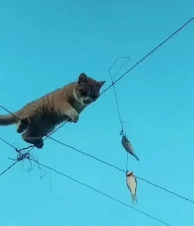 笑到胃疼哈士奇跟其它狗狗喝水究竟有啥区别另一只都惊呆了