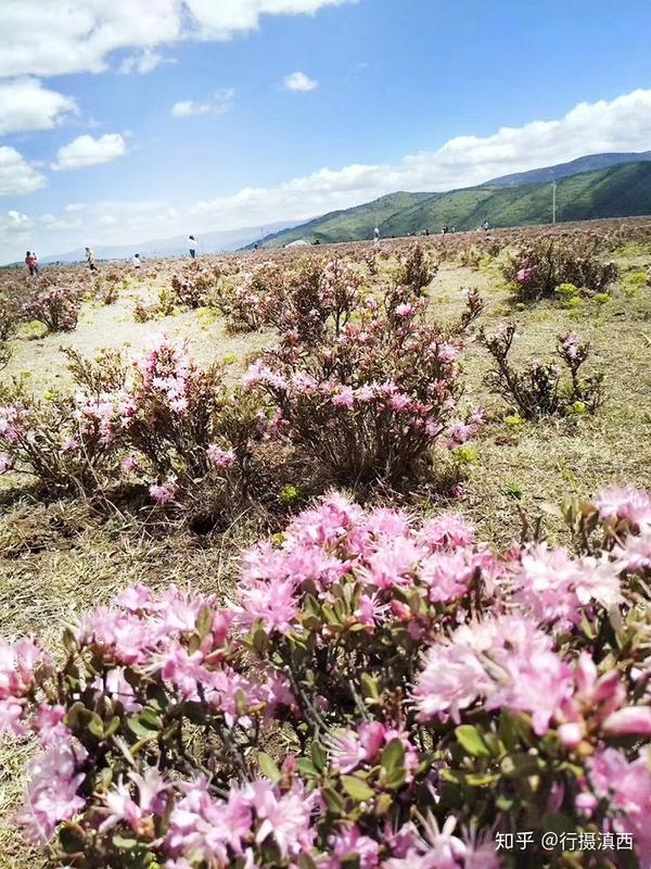 云南这些花海 花已开好了 约否 知乎