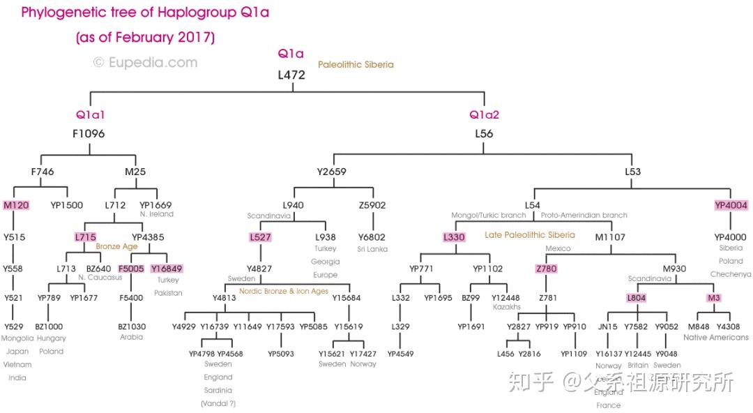 父系单倍群q 知乎