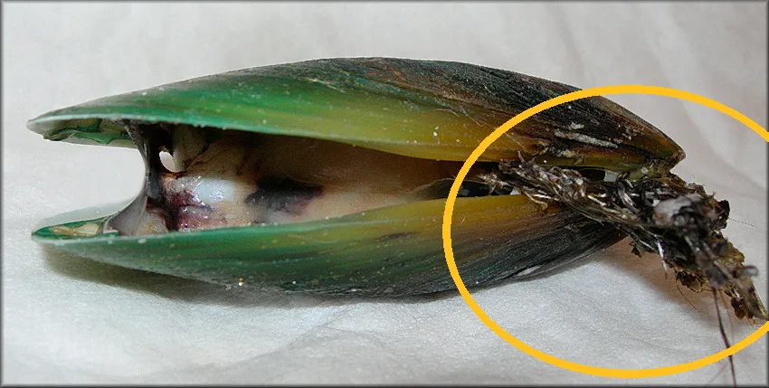 十五沿海旅行知识各种贝类的名字区别产地吃法十五贻贝作者zam