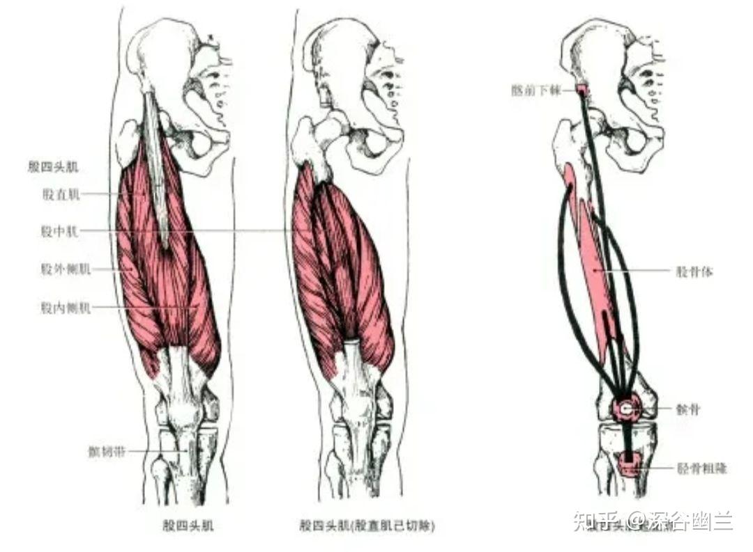 力量与肌肉 丨 肱二头肌的动作解剖及其运动解析 - 知乎