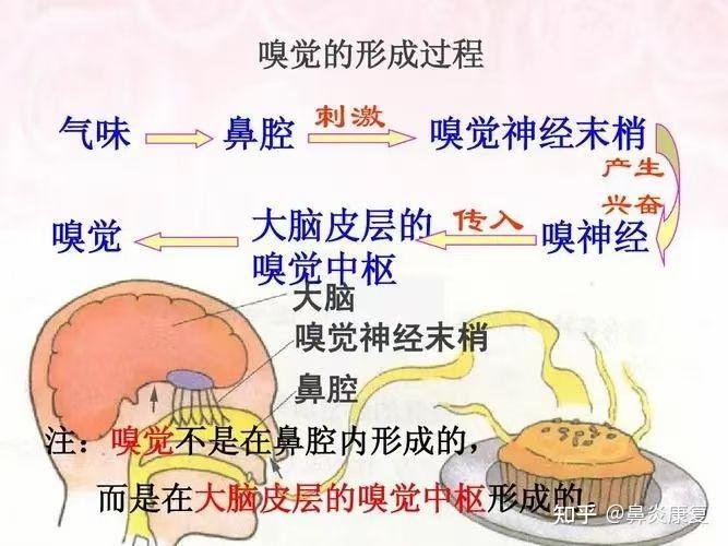 3,在鼻腔恶性肿瘤组织广泛浸润时,破坏了嗅细胞,也会产生嗅觉障碍.