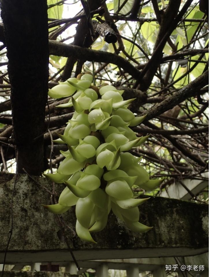 3.禾雀花(白花油麻藤)蝶形花科植物大型木质藤本.