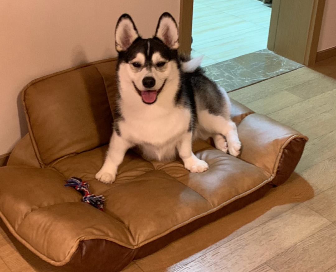 小短腿哈士奇突然火遍全网主人却辟谣它和二哈完全没有关系