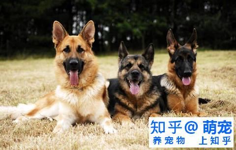 弓背犬性格怎么样 弓背犬的性格特点 知乎