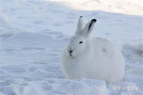 北极兔子,因腿长而神奇的兔子