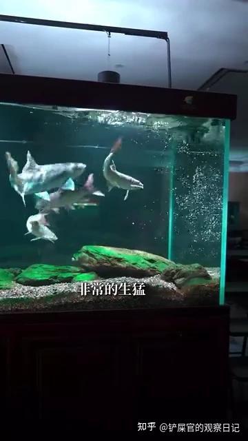 粉丝送了一箱吉罗盲盒,一入水秒变蓝! - 知乎