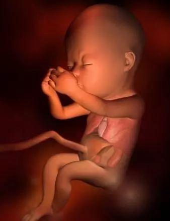 1 40周胎儿发育全过程 3d图 知乎