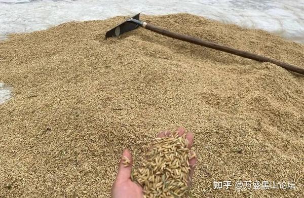 「太虎了」打谷子真的太恼火了,问问论坛上认识这个的都多大了 - 知乎