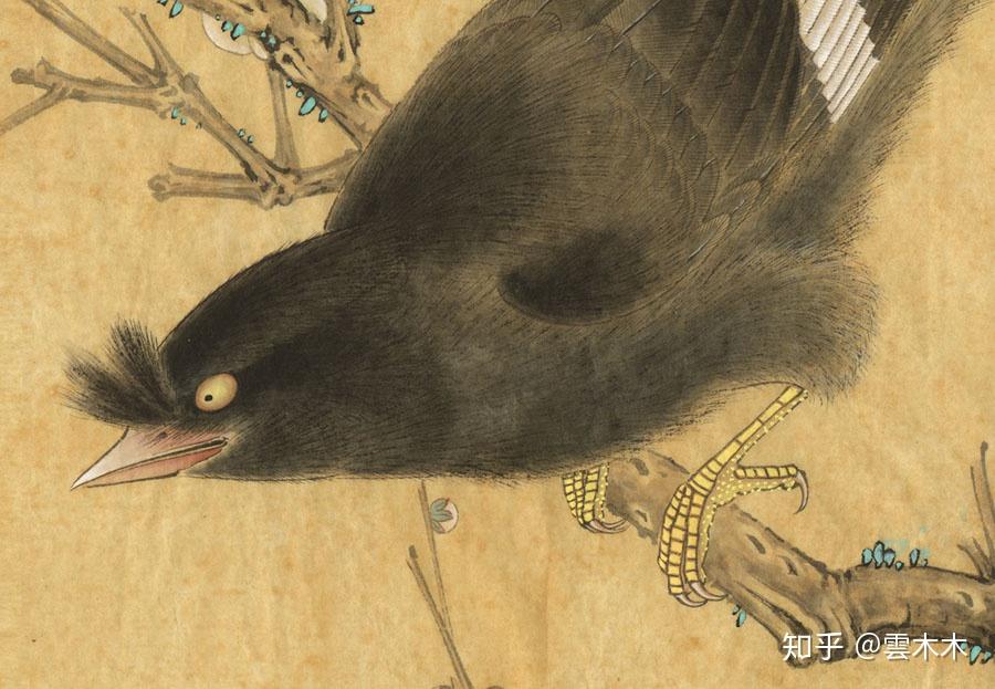 宋小品白梅鸲鹆图绘制步骤