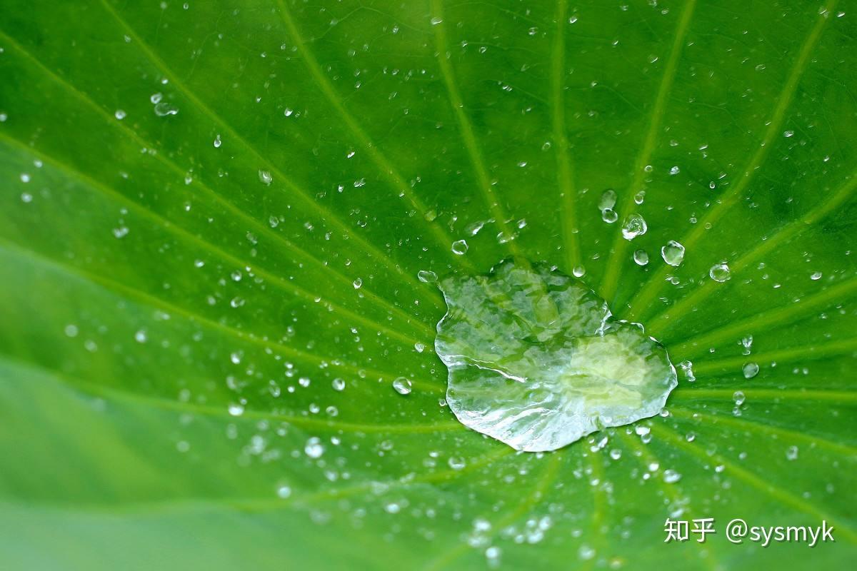 荷花通常生长在沼泽和浅水区域,但却具有"出淤泥而不染"的特性,这使得