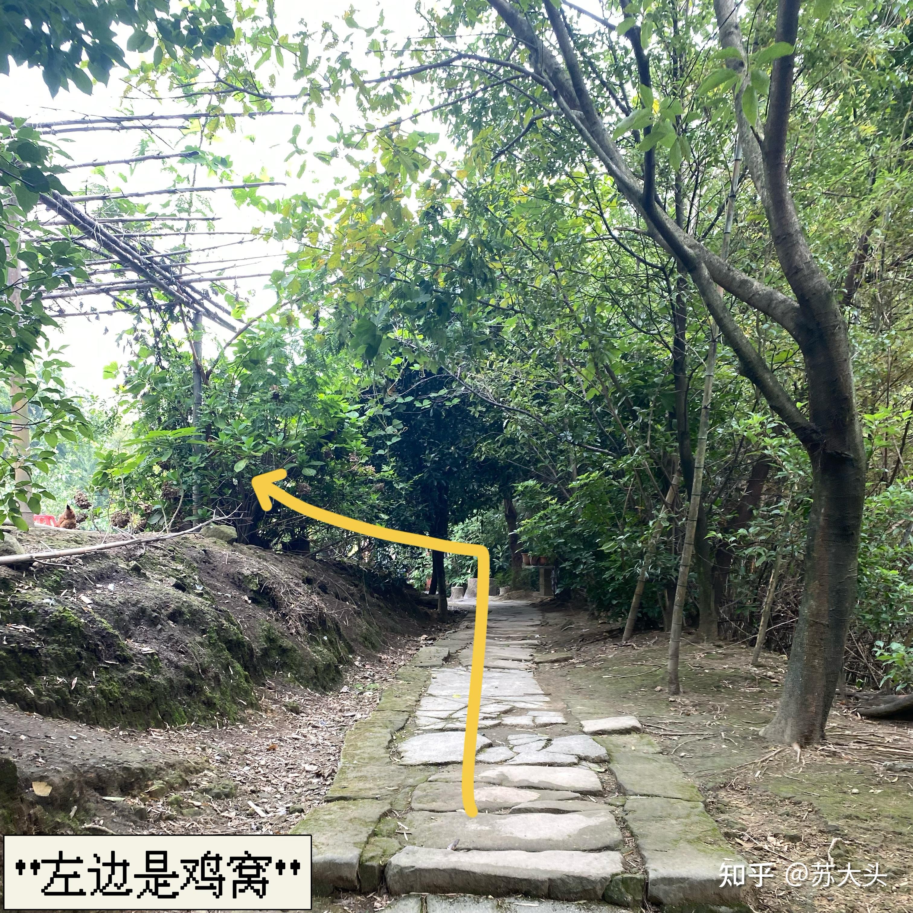 重庆徒步爬山圣地：缙云山免门票上山详细路线指引 - 知乎