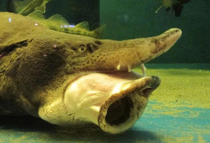 达氏鳇1亿年几乎没变样一次产卵400万颗为何还成为极危动物