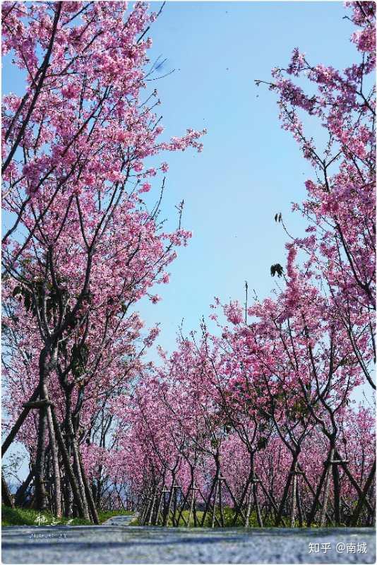 福州鲤鱼洲樱花花期图片