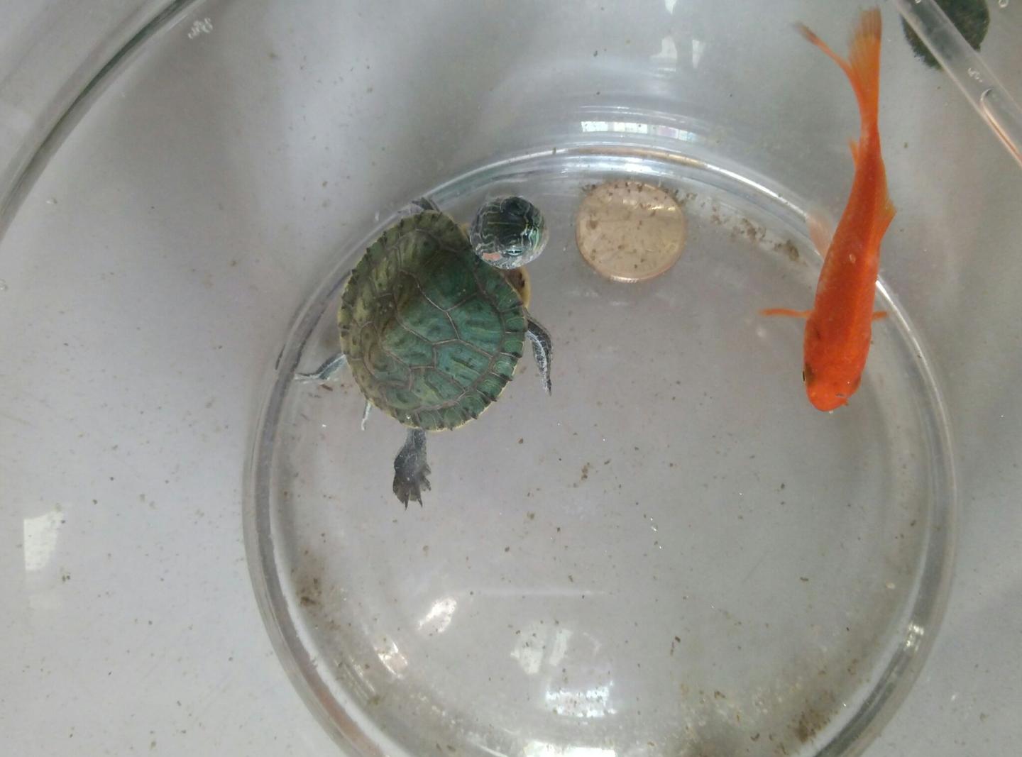 谁能告诉我这真的是缩头乌龟么？为什么乌龟会这样？太吓人了。？ - 知乎