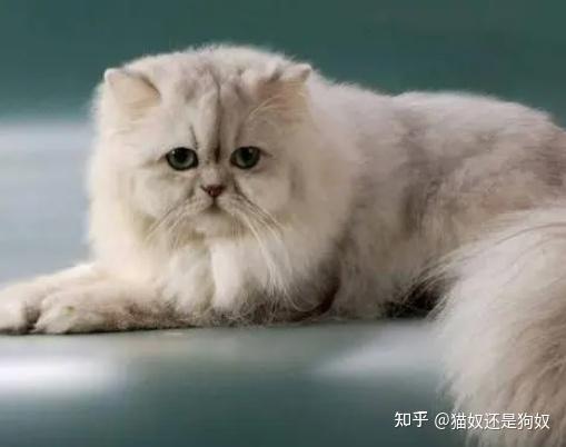猫品种排行榜前十名,第一名有钱也难买