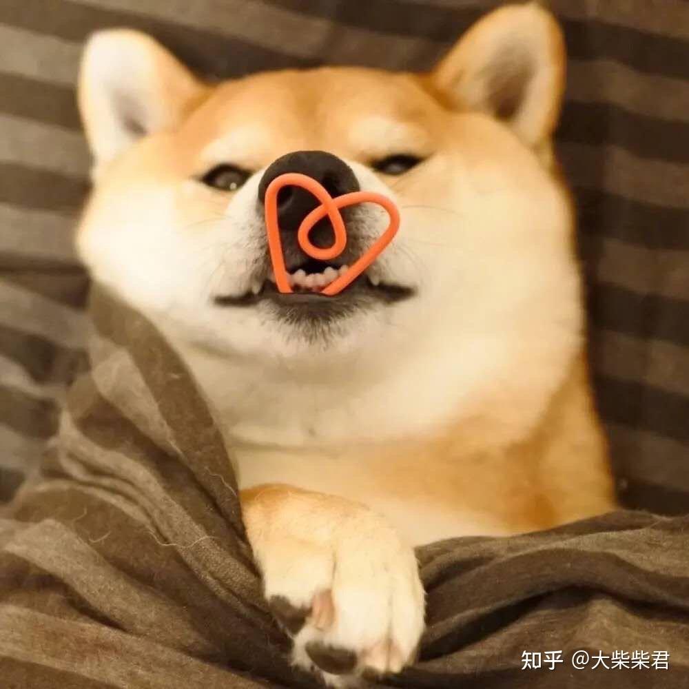 入手柴犬前必看干货！避免走入圈套！ - 知乎