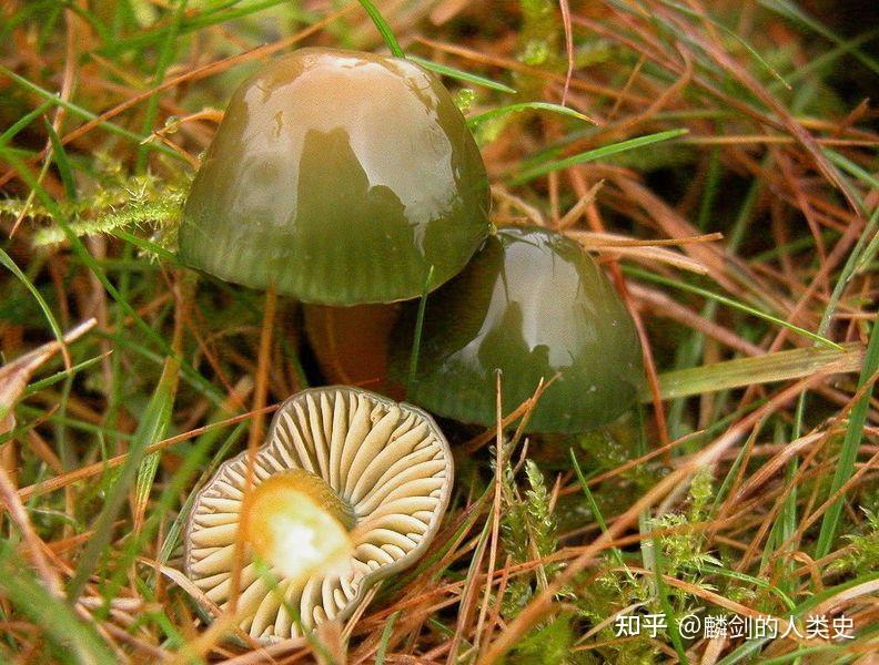 【地球生物全系列——从单细胞到人类】伞菌目—蜡伞科 - 知乎