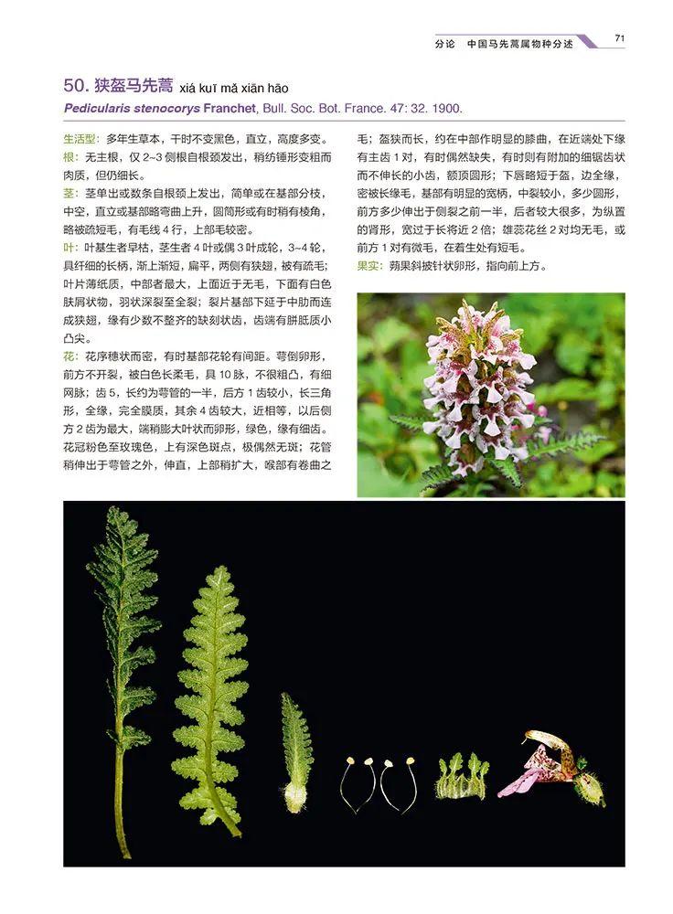 中国马先蒿属植物图鉴:带您认识这一复杂而有趣的高山野生花卉类群 - 知乎