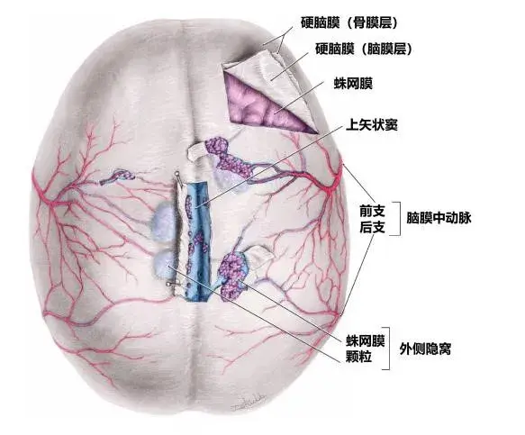 脑膜结构解剖图图片