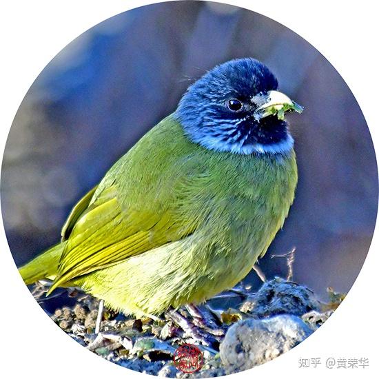 中国传统色雀头青