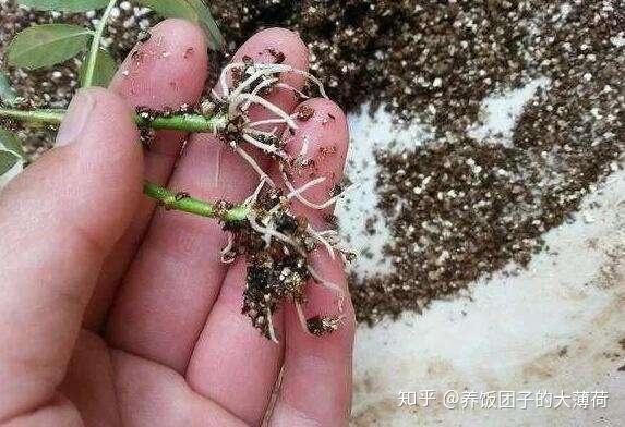如何通过扦插生根繁殖植物 - 知乎