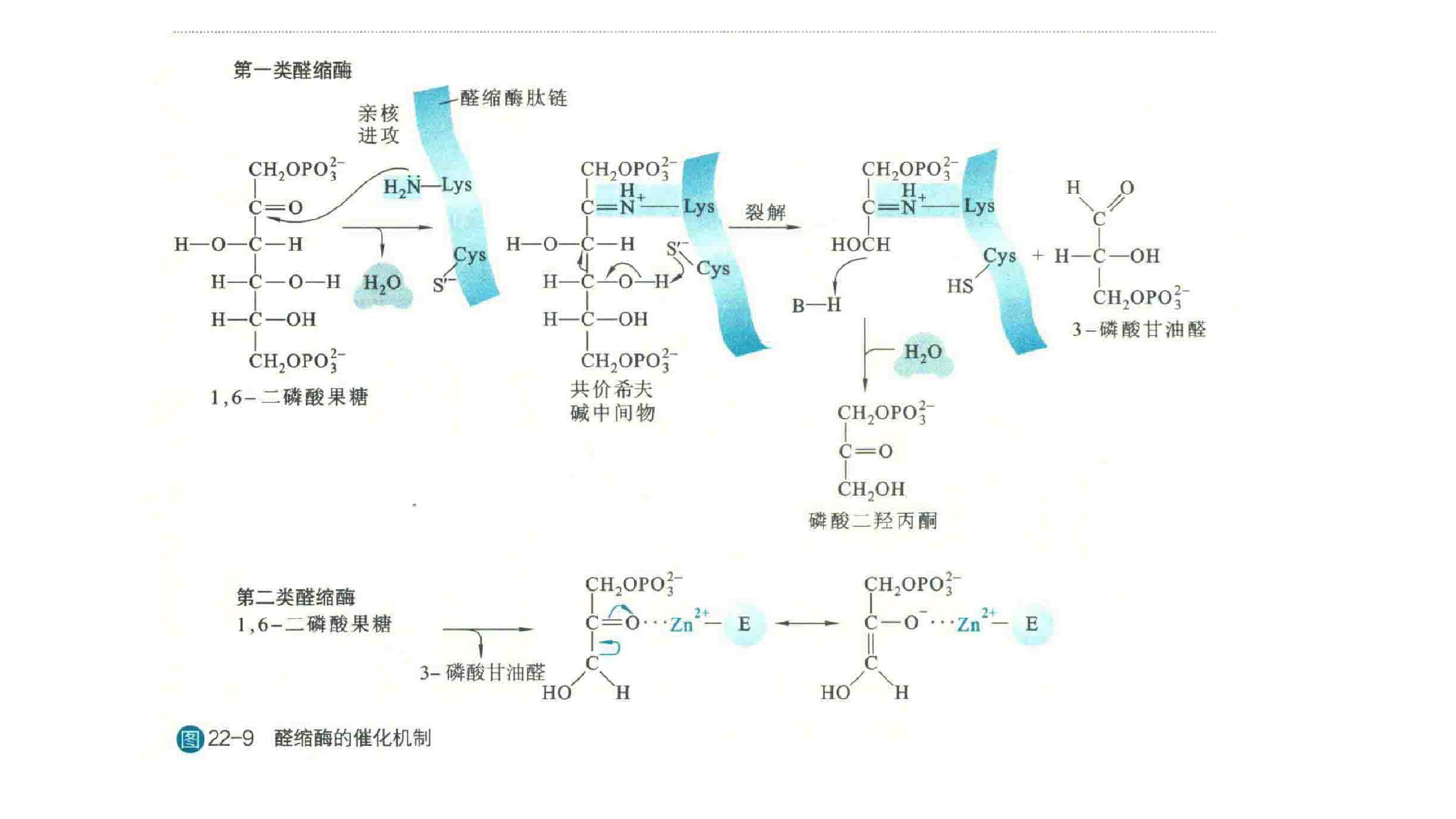 糖酵解 Glycolysis 上篇 - 知乎