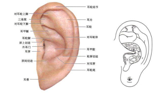 耳朵的组成结构 知乎