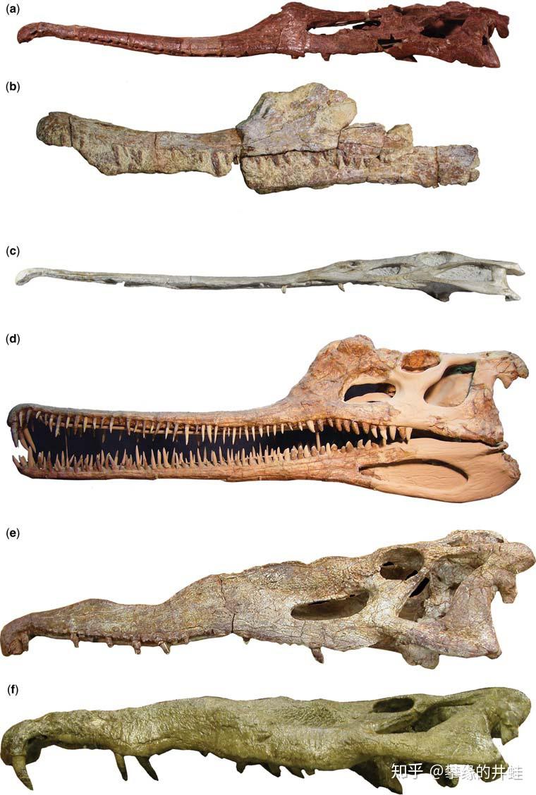 planirostris;(c)剑鼻鳄machaeroprosopus pristinus;(d)雷东达龙