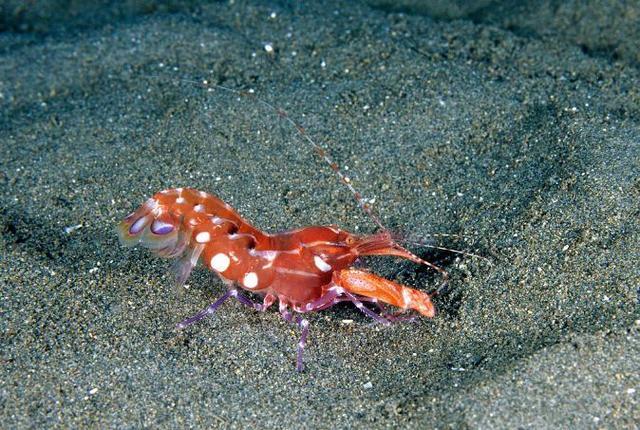 红枪虾通过开合巨钳,产生昙花一现的水泡,水泡在压力下爆裂产生的高温