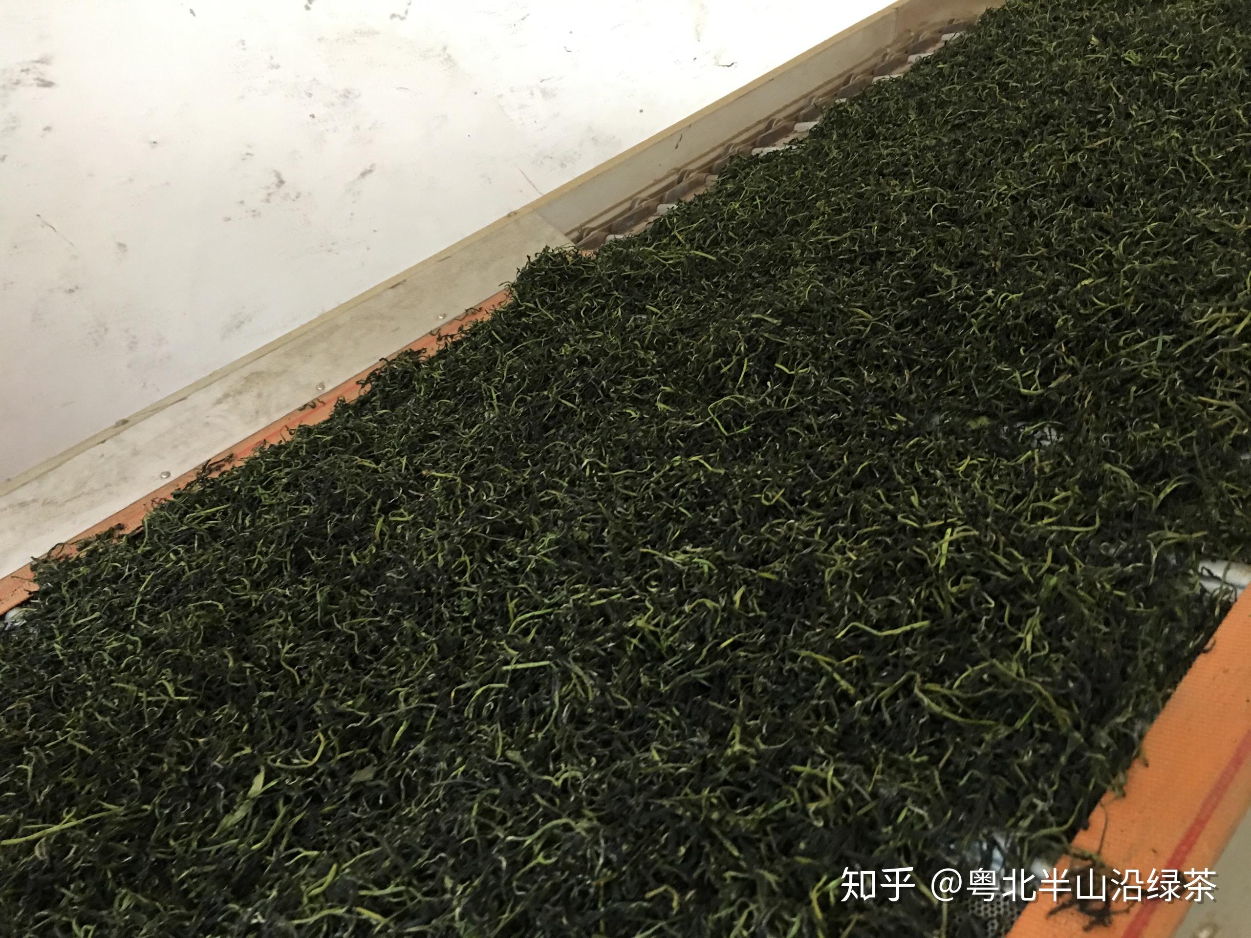 綠茶製作工序殺青