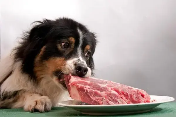 这7类食物给狗狗吃 可能会了它的狗命 知乎 这7类食物给狗狗吃 可能会了它的狗命 知乎