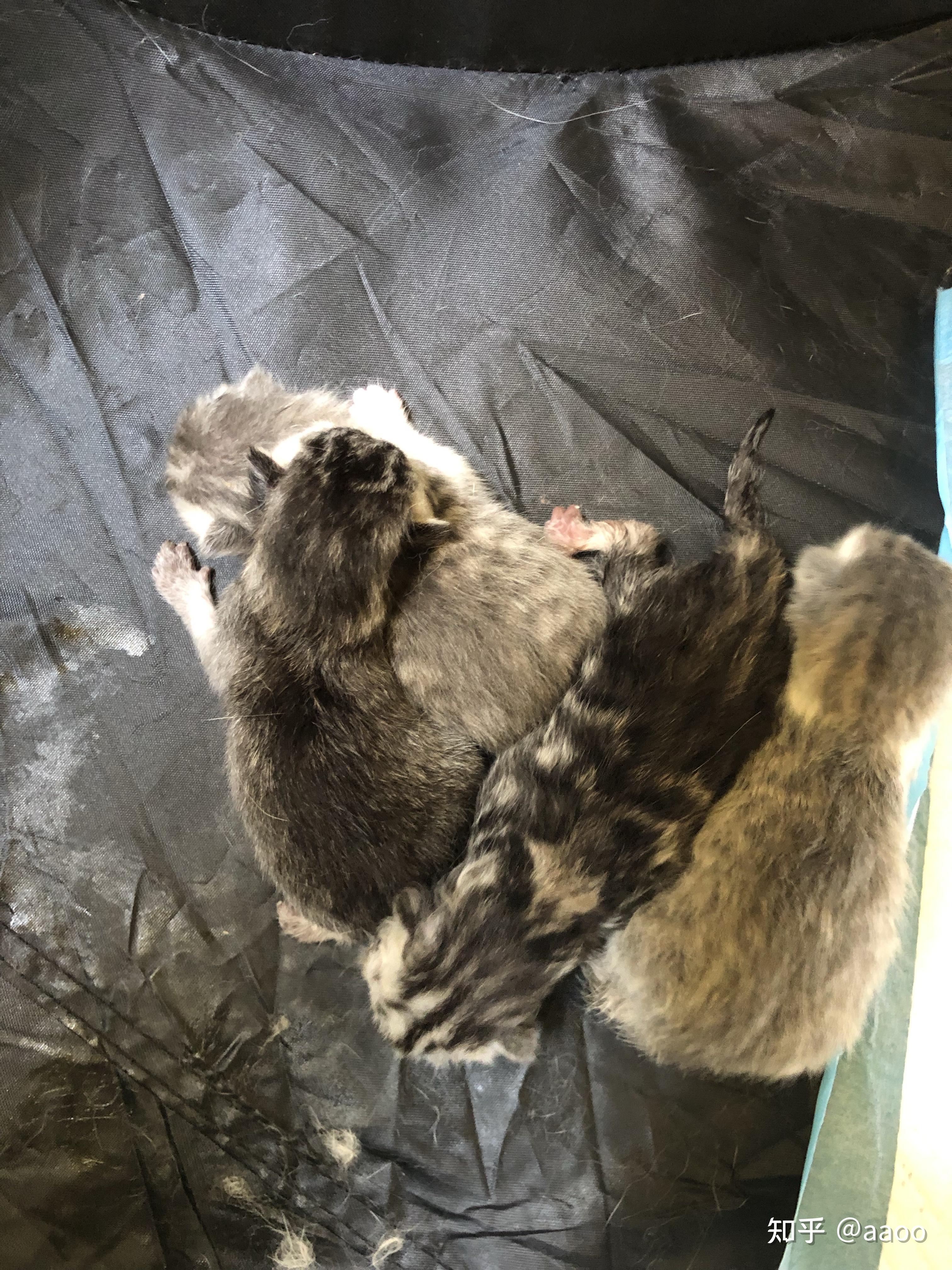 英短三花和蓝猫生出的这是什么猫