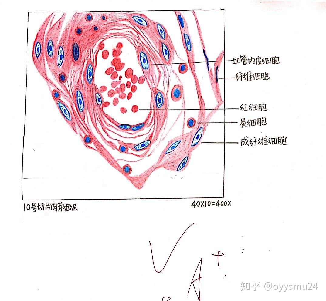 内皮细胞怎么画图片