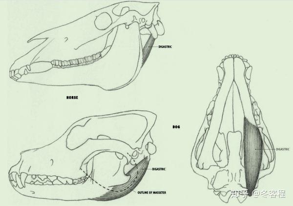 动物肌肉 头部肌肉 11 知乎