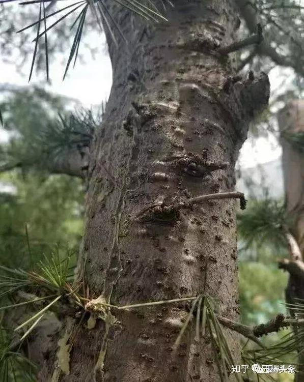 松树得了溃疡病还有救吗