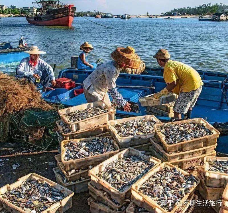 吃海鲜,当然不能错过湛江的特色——渔港码头!
