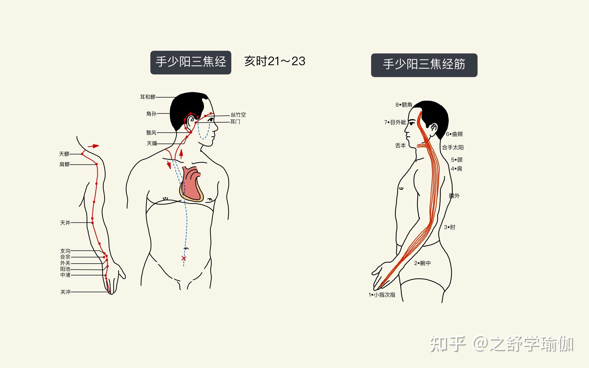 一,首先看看十二正經和十二經筋:61 手太陰肺經,《探索瑜伽理療的