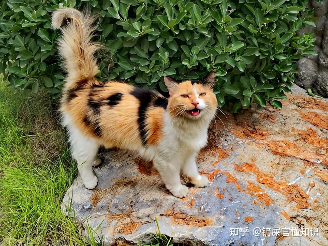 “猫界美人”三花猫,有这么多优点,而且还会招财? - 知乎