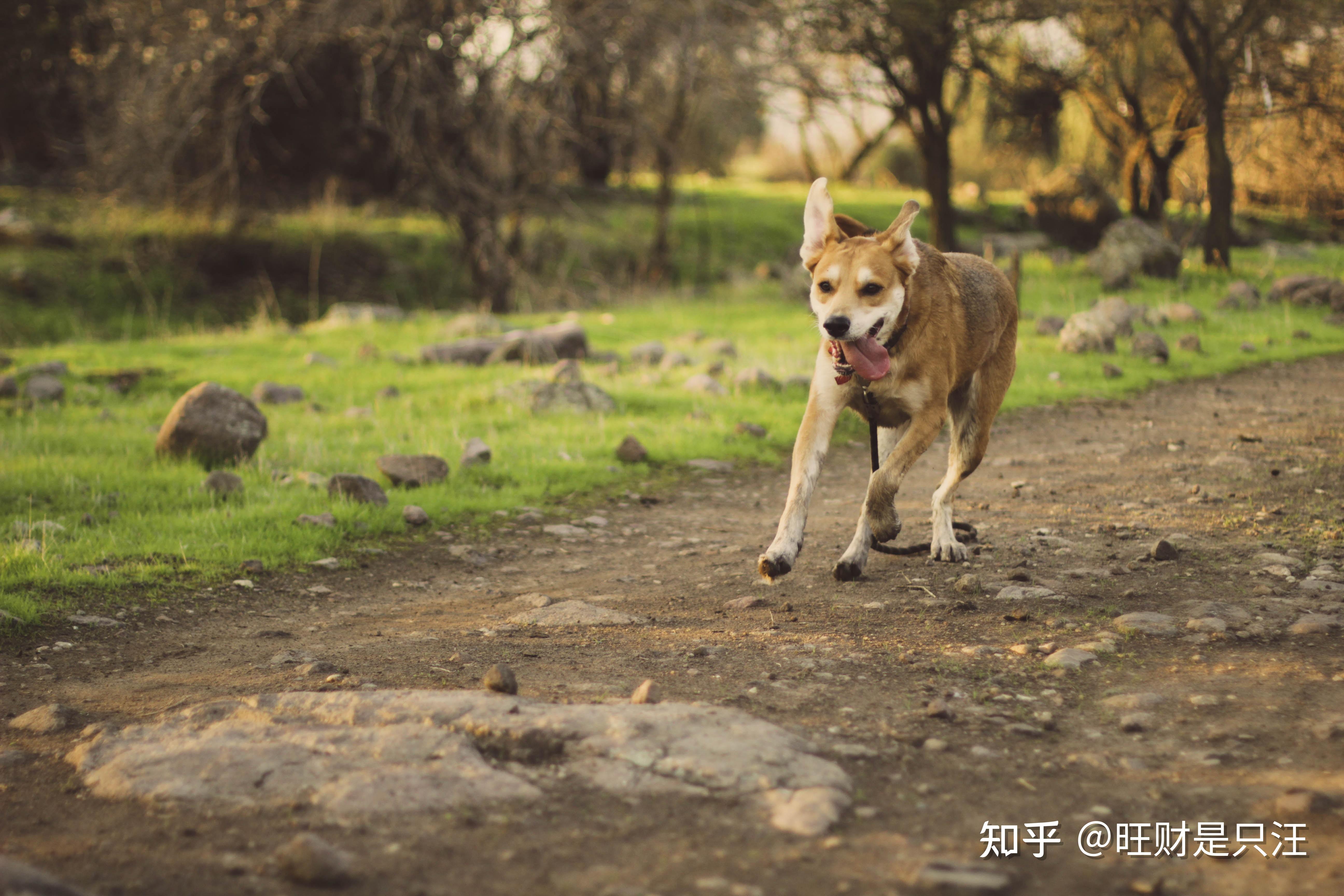 圈养和散养狗狗哪一种更好看完你就清楚了