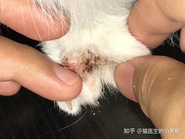 十年临床猫医生100治猫癣的建议